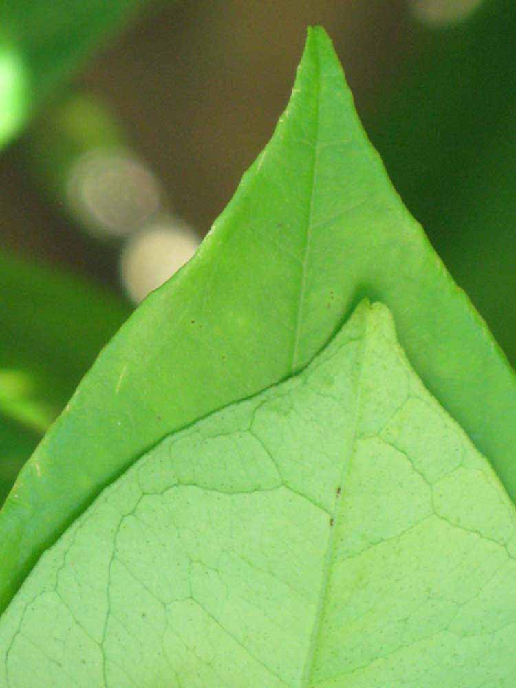              Margin (Winter Haven, FL)       